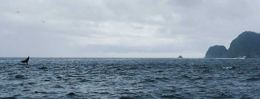 A humpback whale sighting in Resurrection Bay.